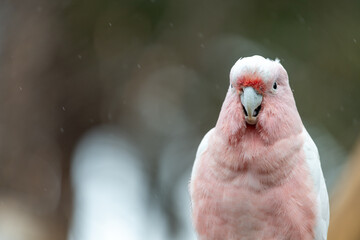 Portrait of a pink cockatoo (cacatua leadbeateri) © tom
