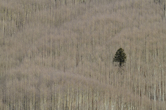 The Intruder is a conifer tree sneaking into a bare aspen forest in late fall