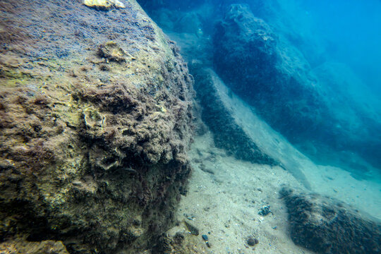 Blennie sanguinolente (Parablennius sanguinolentus) sur fond rocheux sous-marin
