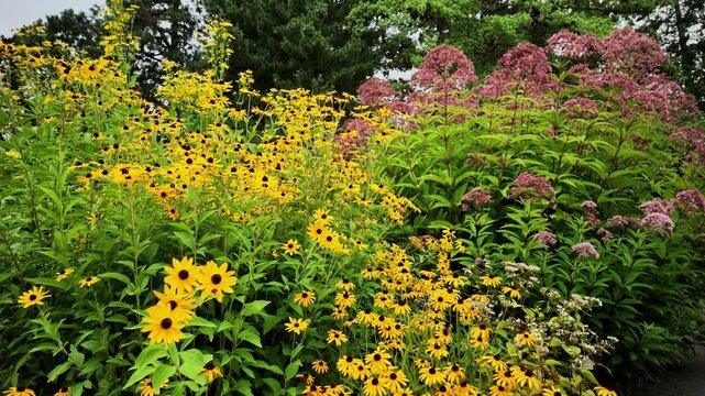 Lush garden flower bed filled with numerous blooming yellow Rudbeckia, pink flower Eupatorium, rich green foliage. Colorful natural background. decorative flowering garden plants.