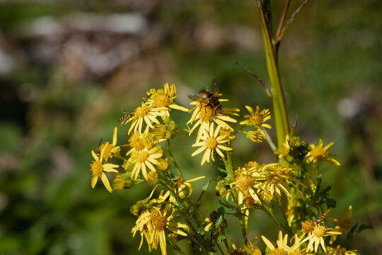 Several hoverflies and other small insects actively gather nectar from a bright cluster of yellow ragwort wildflowers bathed in warm sunlight against a blurred green meadow background.