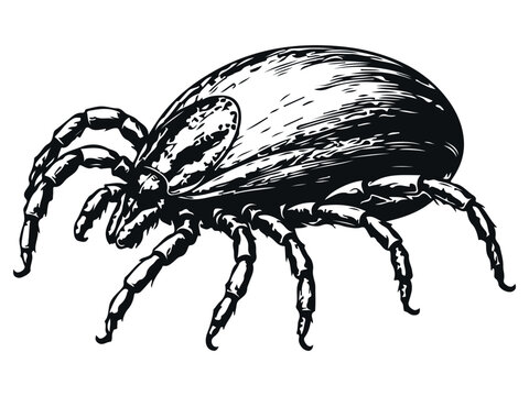 Tick Side View Engraving Style Vector Illustration