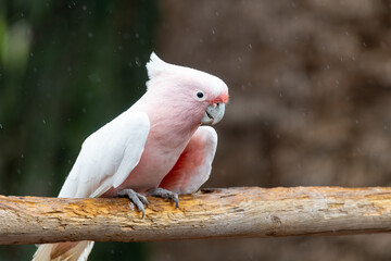 Portrait of a pink cockatoo (cacatua leadbeateri) perching on a branch © tom