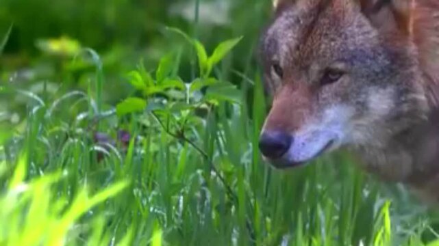 Gray wolf walking through dense green forest foliage in natural habitat