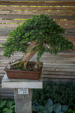 Japanese yew bonsai in a ceramic pot outdoors in a garden.
