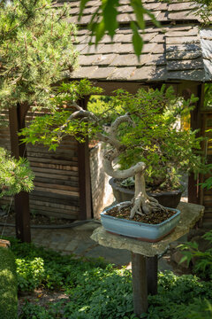 Maple bonsai tree with a twisted trunk in a blue ceramic pot outdoors in a garden.