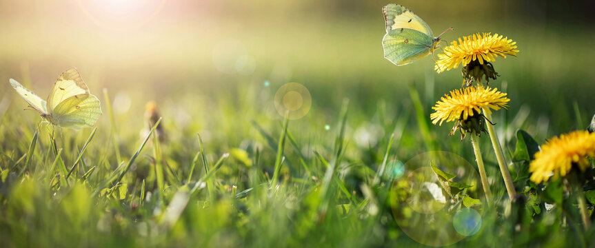 Close-up of a butterfly landing on yellow dandelion flowers in a sunny meadow with natural light