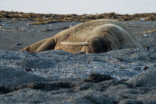 Atlantic walrus (Odobenus rosmarus rasmarus) on the beach in Poolepynten, Svalbard, Norway