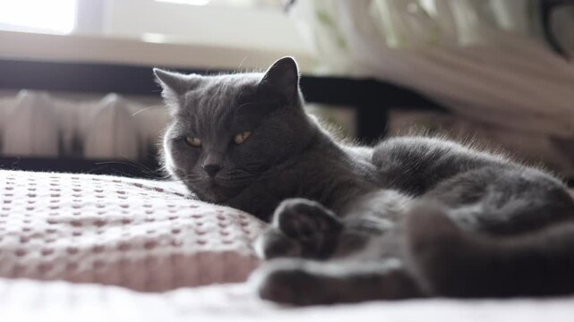A beautiful grey British Shorthair cat resting comfortably on a soft pink textured bed blanket