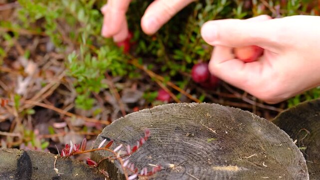 Ripe cranberries from the patch are placed on a textured wooden stump.