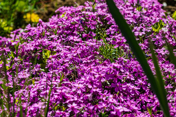 Obraz premium Nature scene with blooming phlox paniculata, commonly known as phlox flower