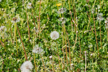 Close up view of a fluffy white dandelion seed head in a natural outdoor meadow © Vlad Ispas