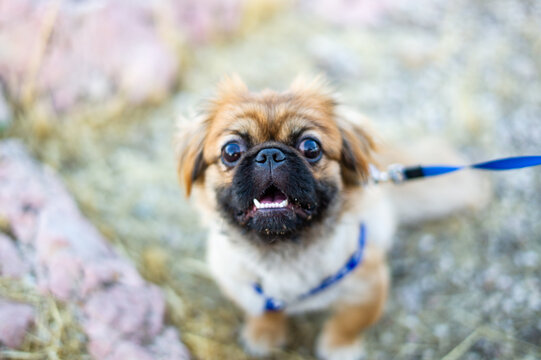 Curious Pekingese puppy looking at the camera