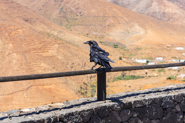 Obraz premium Canary raven perched on a wooden railing with mountain valley view in Fuerteventura, Canary Islands, Spain.