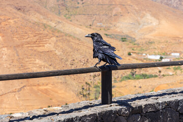 Obraz premium Canary raven perched on a wooden railing with mountain valley view in Fuerteventura, Canary Islands, Spain.