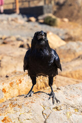 Obraz premium Canary raven standing on a rock looking at camera in Fuerteventura, Canary Islands, Spain.