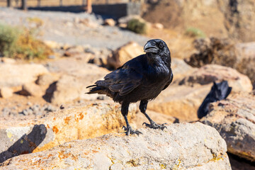 Obraz premium Canarian raven standing on volcanic rock and looking at camera, Fuerteventura, Canary Islands, Spain.