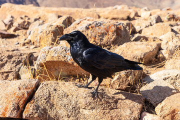 Obraz premium Canarian raven walking on rocks among dry grass, Fuerteventura, Canary Islands, Spain.
