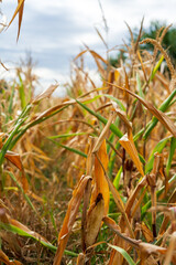 Obraz premium Corn field. Cereals for bakery in autumn