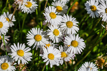 Nature scene with blooming bellis perennis, commonly known as the white daisy © Vlad Ispas