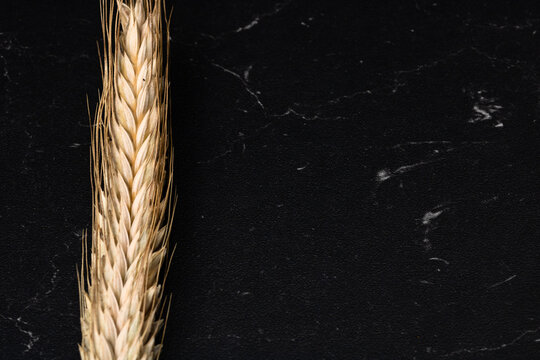 Wheat detail. Cereals for bakery, flour production