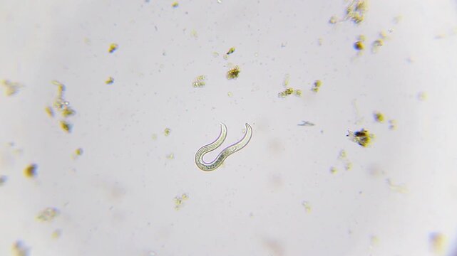 Single nematode roundworm forming a loop while wriggling in water drop under 100x brightfield microscopy