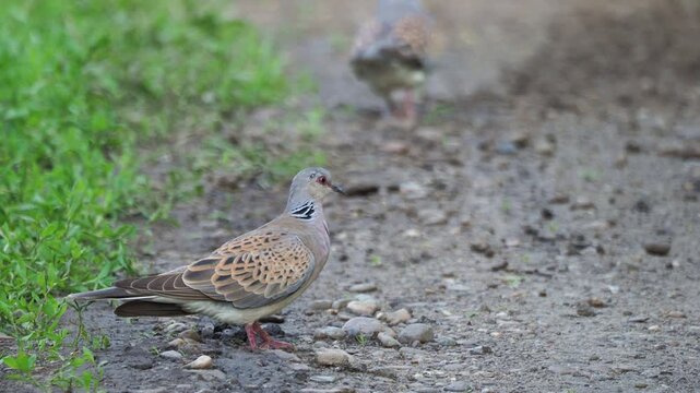 A pair of European turtle doves (Streptopelia turtur) searching for food on a forest road during summer in Europe