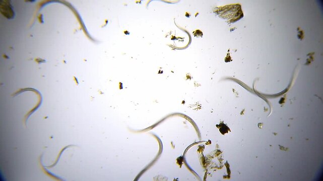 Panoramic view of nematode roundworms wriggling in water drop with detritus under 40x brightfield microscopy