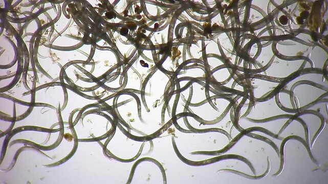 Massive colony of nematode roundworms swarming in a water drop under 40x brightfield microscopy