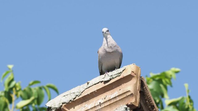 Eurasian Collared Dove (Streptopelia decaocto) singing on a house chimney