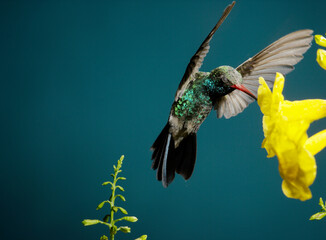 Fototapeta premium Broad-billed hummingbird feeding on a yellow flower