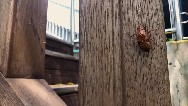 Cicada exoskeleton clings to tree bark in summer.
