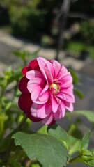 Dahlia © EdensEcho