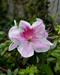 Azalea © EdensEcho