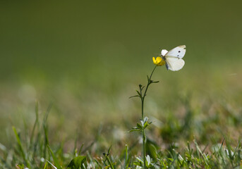 Biały motyl Bielinek kapustnik na żółtym kwiecie jesiennej łąki © kubikactive