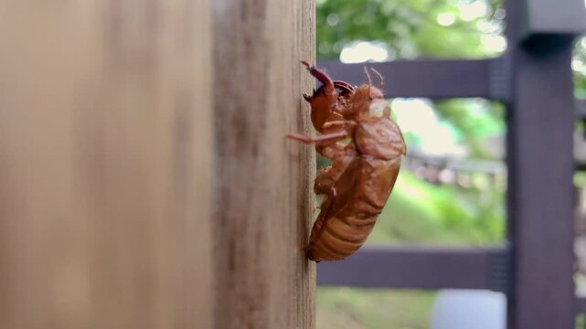 Cicada exoskeleton clings to tree bark in summer.