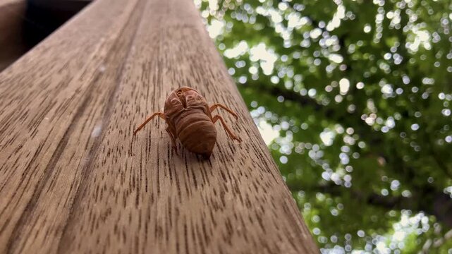 Cicada exoskeleton clings to tree bark in summer.