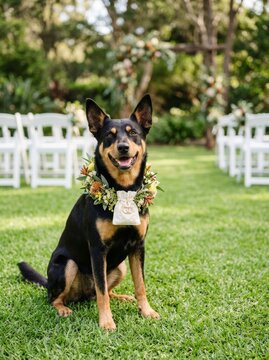 Dog wearing floral collar and ring bearer pillow sitting on green lawn. Outdoor wedding ceremony with white chairs and garden arch in background.