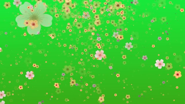 flower rain motion graphic on green screen background floral animation