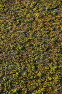 Colorful sedum vegetation creates textured sustainable green roof.