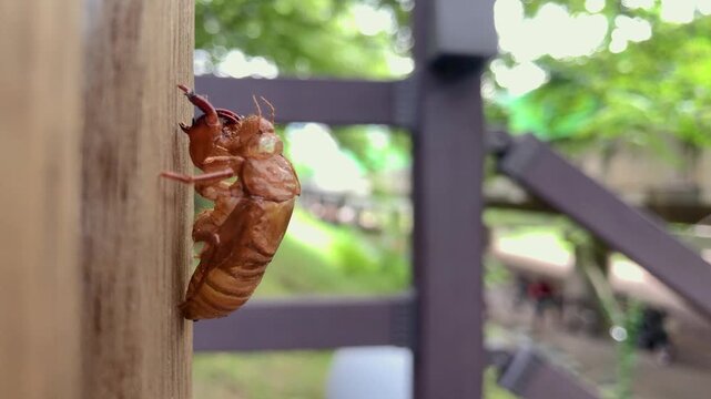 Cicada exoskeleton clings to tree bark in summer.