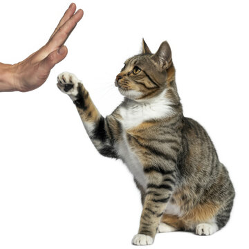 Tabby cat giving a high five with a white paw to a human hand reaching out on a white background