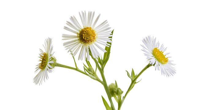Isolated fresh white and yellow blooming daisy flowers with green stems in a gentle cluster.