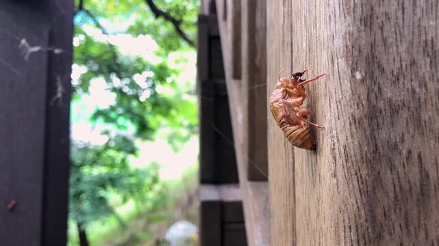Cicada exoskeleton clings to tree bark in summer.