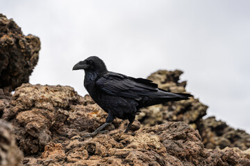 Obraz premium Canarian raven perched on volcanic rock at Calderon Hondo, Fuerteventura, Canary Islands, Spain.