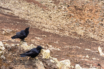 Obraz premium Pair of Canarian ravens perched on volcanic rocks above the crater slope at Calderon Hondo, Fuerteventura, Canary Islands, Spain.
