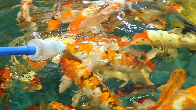 Colorful Koi Fish Swimming in Clear Water Being Fed