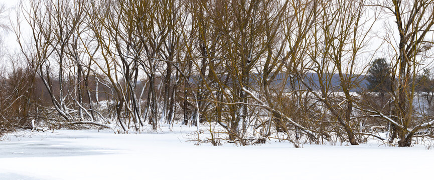 Winter landscape with bare trees and frozen snow covered field in background