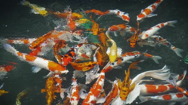 Colorful Koi Fish Swimming in a Dark Pond