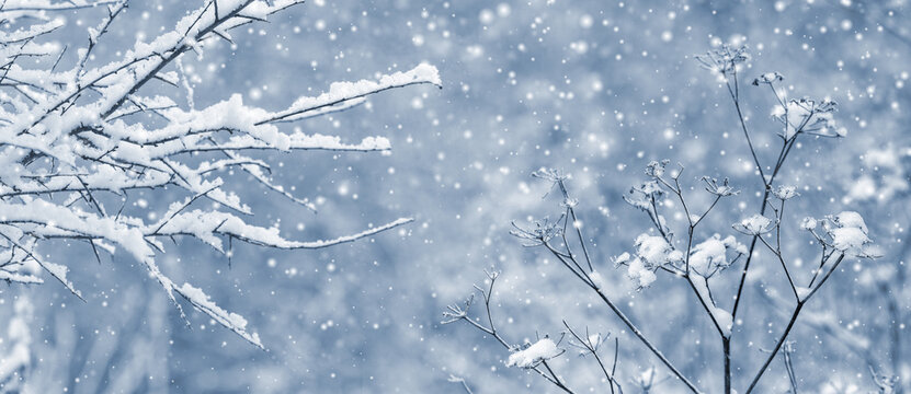 Snow covered tree branches and plant on blue winter background during snowfall